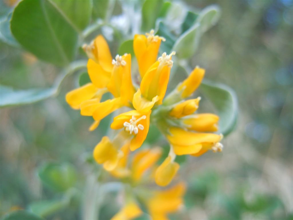 Medicago arborea / Erba medica arborea